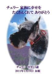 チェリーちゃんのメモリアル写真　ペット葬儀日：２０１１年１月２０日　千葉県よりご依頼